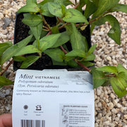 Mint ‘Vietnamese’ - Purtill maxi