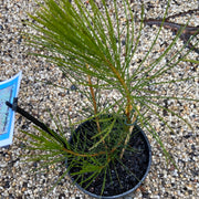 Calothamnus graniticus 140mm