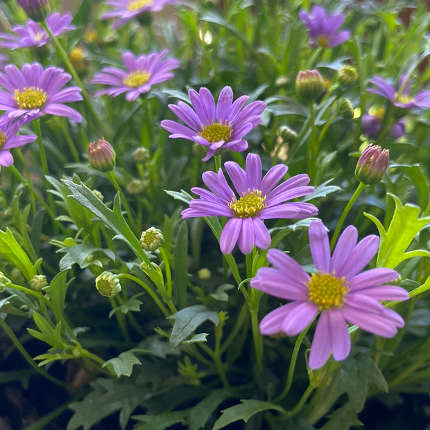 Brachyyscome Brasco Violet 140mm