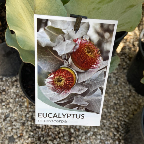 Eucalyptus macrocarpa 140mm