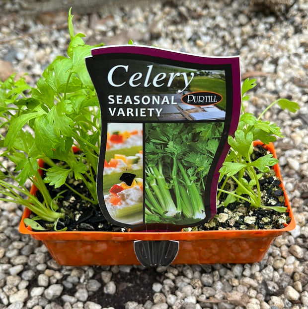 Celery - Seasonal - Purtill