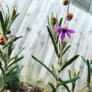 Lysiosepalum Involucratum 140mm