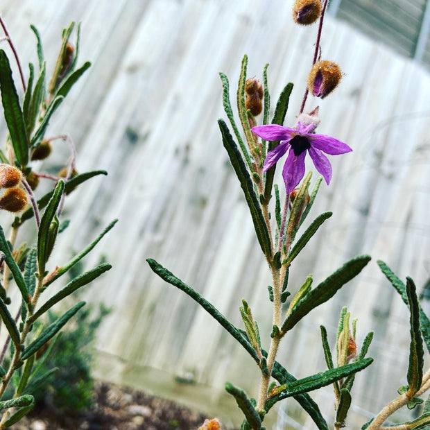 Lysiosepalum Involucratum 140mm