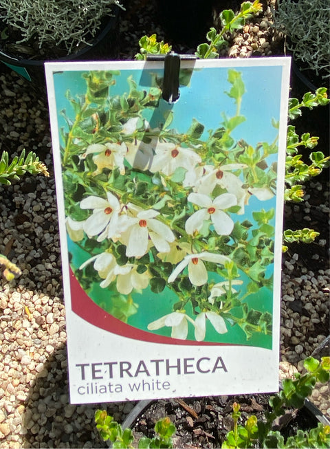 Tetratheca ciliata 'White Form' 140mm