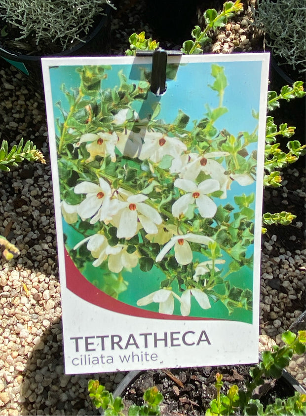 Tetratheca ciliata 'White Form' 140mm
