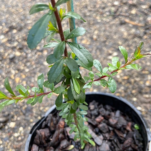Bursaria Spinosa 140mm