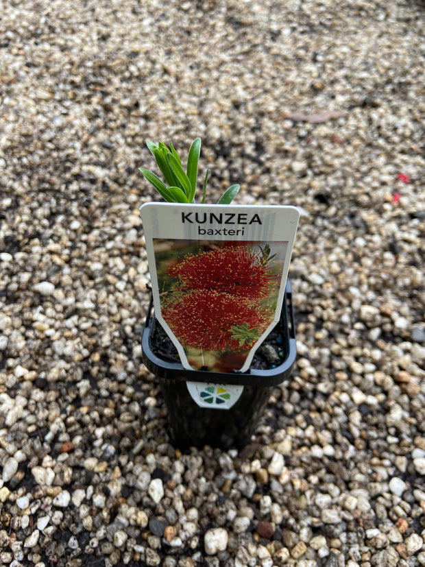 Kunzea Baxteri '70mm