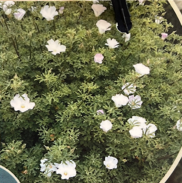 Alyogyne huegelii 'White Gem' 140mm