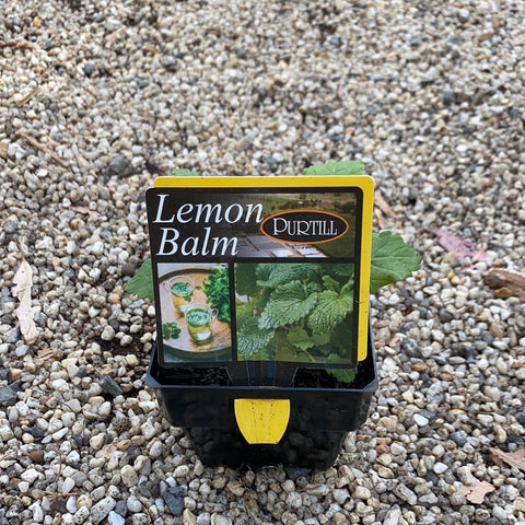 Lemon Balm - Purtill maxi