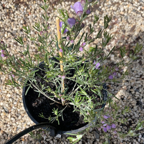 Prostanthera baxteri 140mm