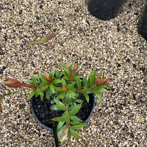 Callistemon Red Devil 140mm