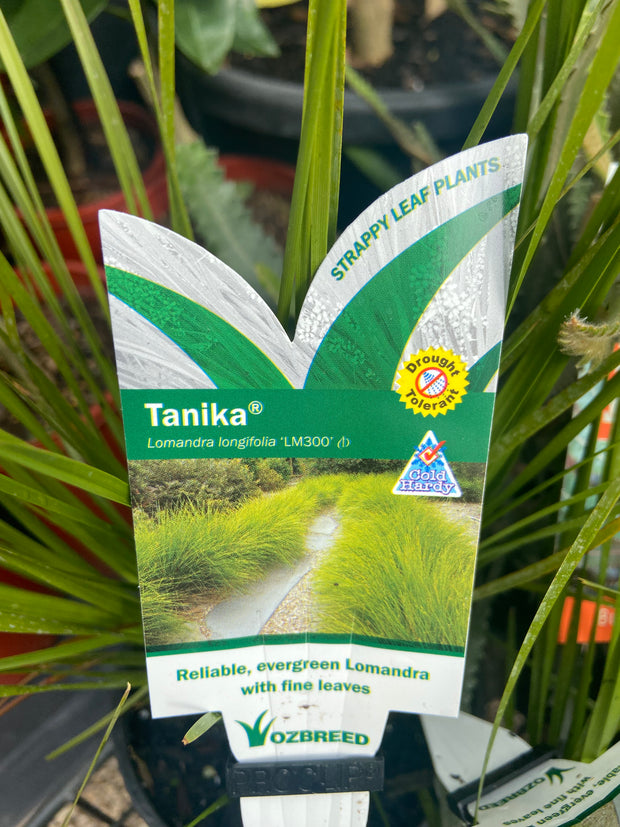 Lomandra Longifolia 'Tanika' 140mm