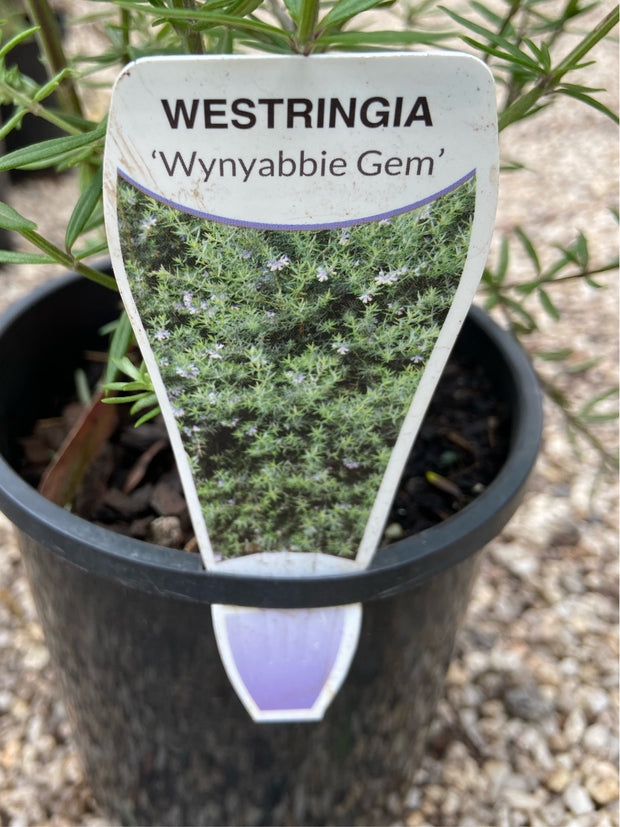 Westringia Wynyabbie Gem 200mm