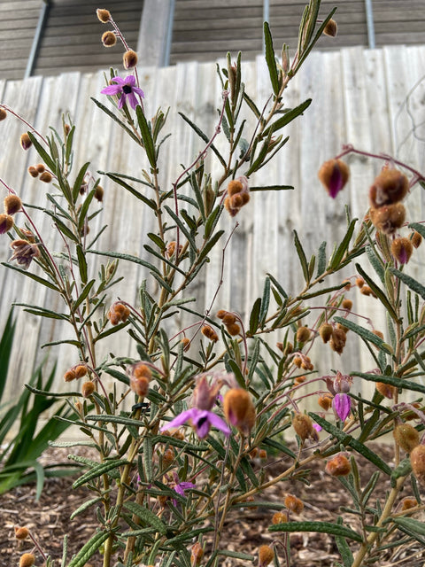 Lysiosepalum Involucratum 140mm