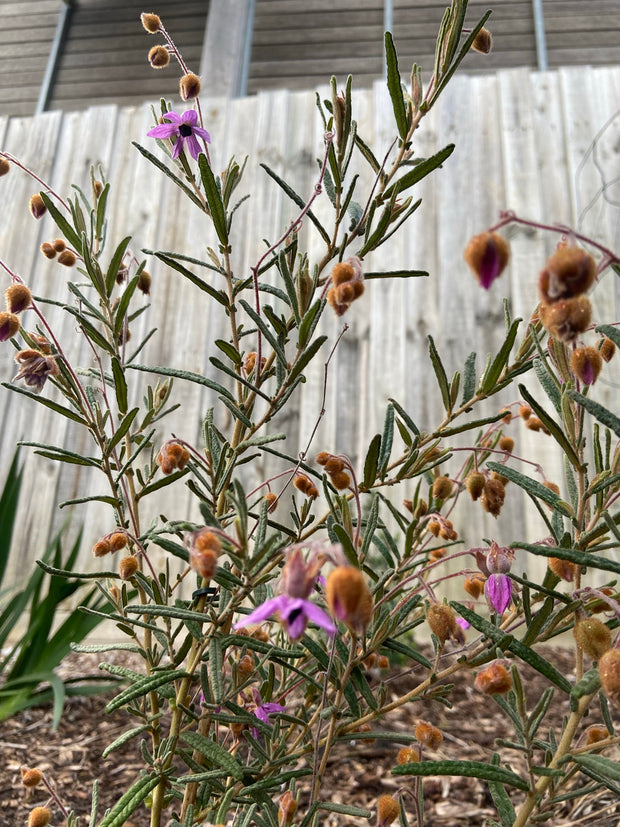 Lysiosepalum Involucratum 140mm