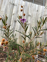 Lysiosepalum Involucratum 140mm