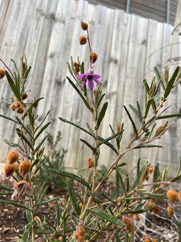 Lysiosepalum Involucratum 140mm