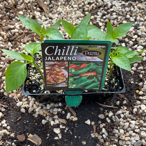 Chilli ‘jalapeno’ - Purtill