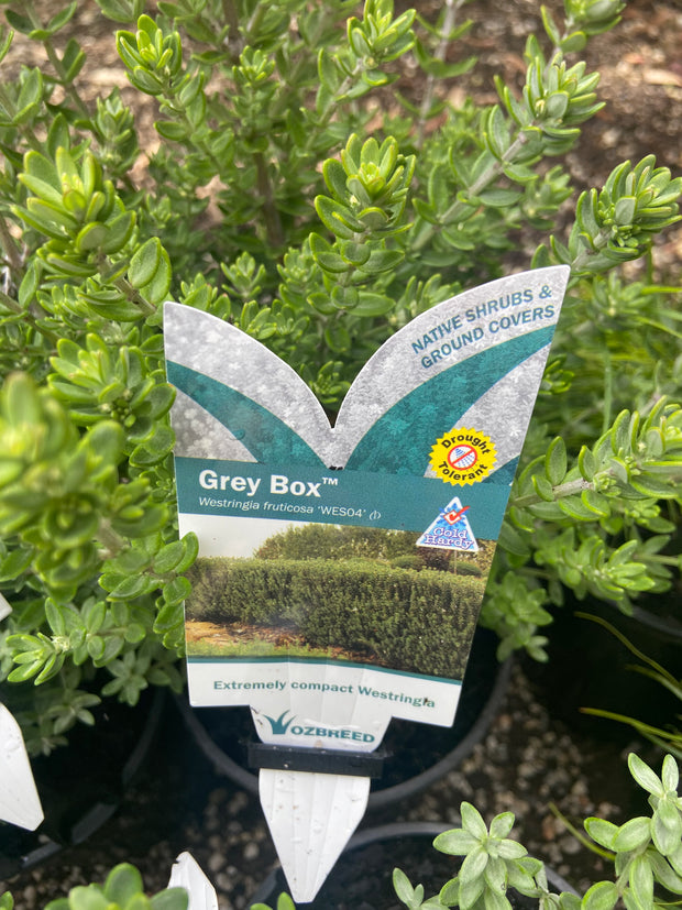 Westringia Fruiticosa 'Grey Box' 140mm