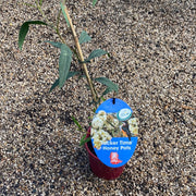Eucalyptus Honey Pots 140mm