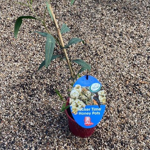 Eucalyptus Honey Pots 140mm