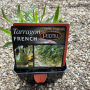 Tarragon ‘French’ - Purtill max