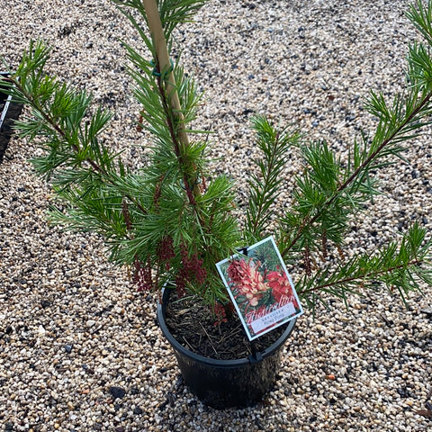 Grevillea Rosy Posy 200mm