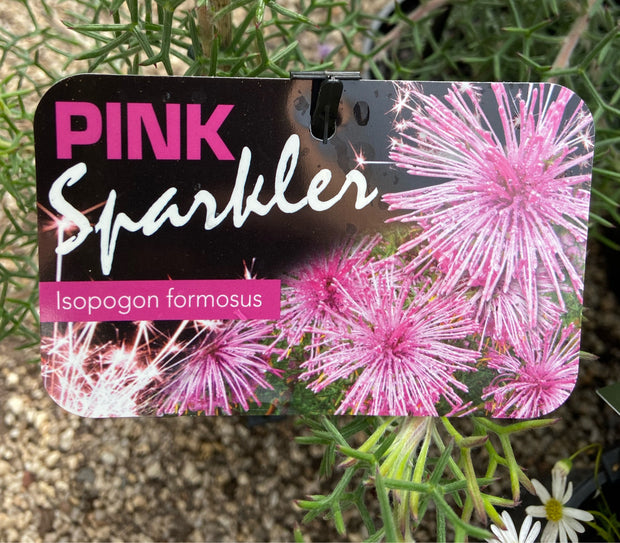 Isopogon 'Grey Pink Sparkler' 200mm