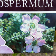 Leptospermum Julie Anne 140mm