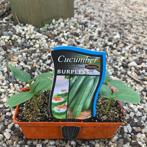 Cucumber ‘Burpless’ - purtill