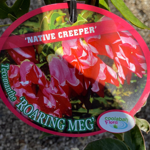 Tecomanthe Roaring Meg 140mm