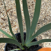 Anigozanthos Frosty Yellow 140mm