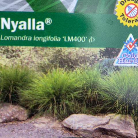 Lomandra 'Nyalla' 200mm