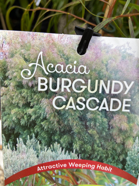 Acacia Burgundy Cascade 140mm