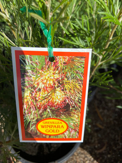 Grevillea 'Winpara' Gold 140 mm