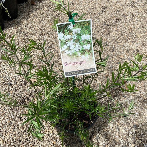 Westringia longifolia 140mm