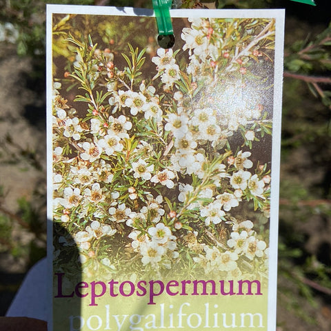 Leptospermum polygalifolium 250mm