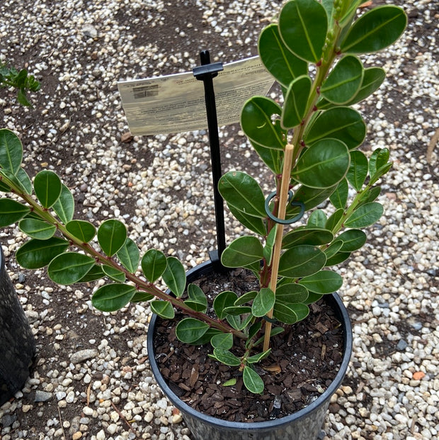 Acacia 'Lemon Squash' 140mm