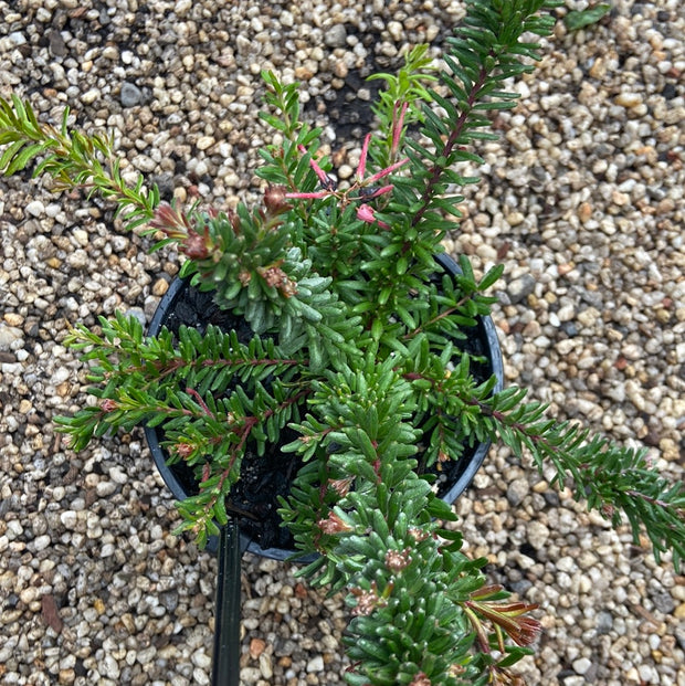 Grevillea Wooly bear hero 140mm