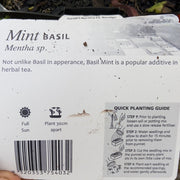 Mint - basil - Purtill