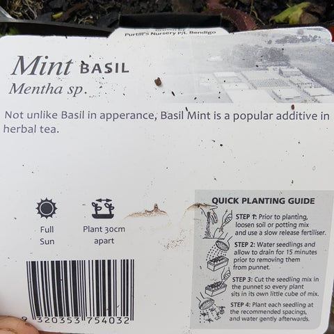 Mint - basil - Purtill