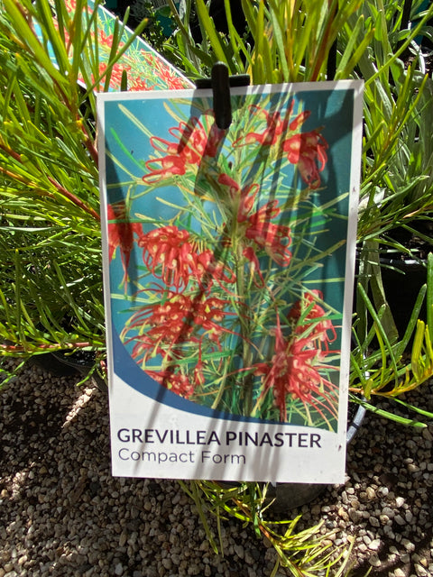 Grevillea pinaster Compact 140mm