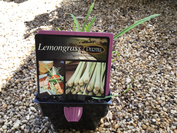 Lemongrass - Purtill maxi