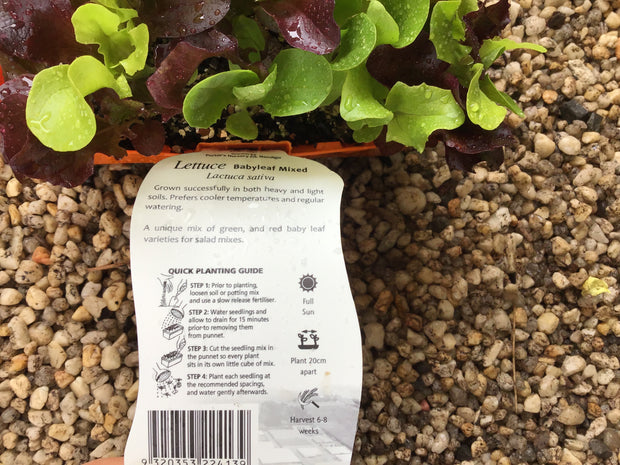 Lettuce ‘Babyleaf mixed’ - Purtill