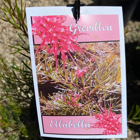 Grevillea Ella bella 140mm