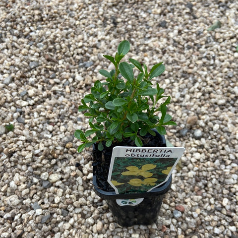 Hibbertia Obtusifolia 70mm Tube