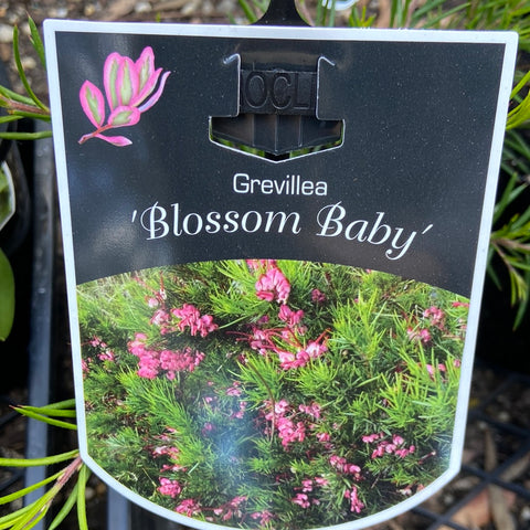 Grevillea blossom baby 140mm