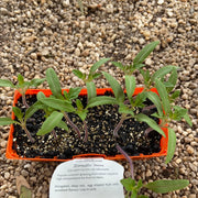Tomato ‘Roma’ - Purtill