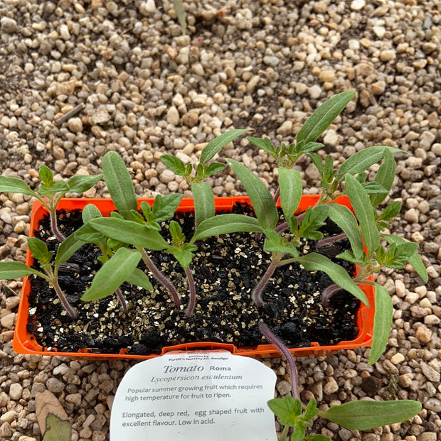 Tomato ‘Roma’ - Purtill