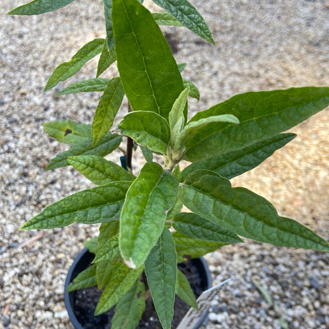 Olearia Lirata 250mm